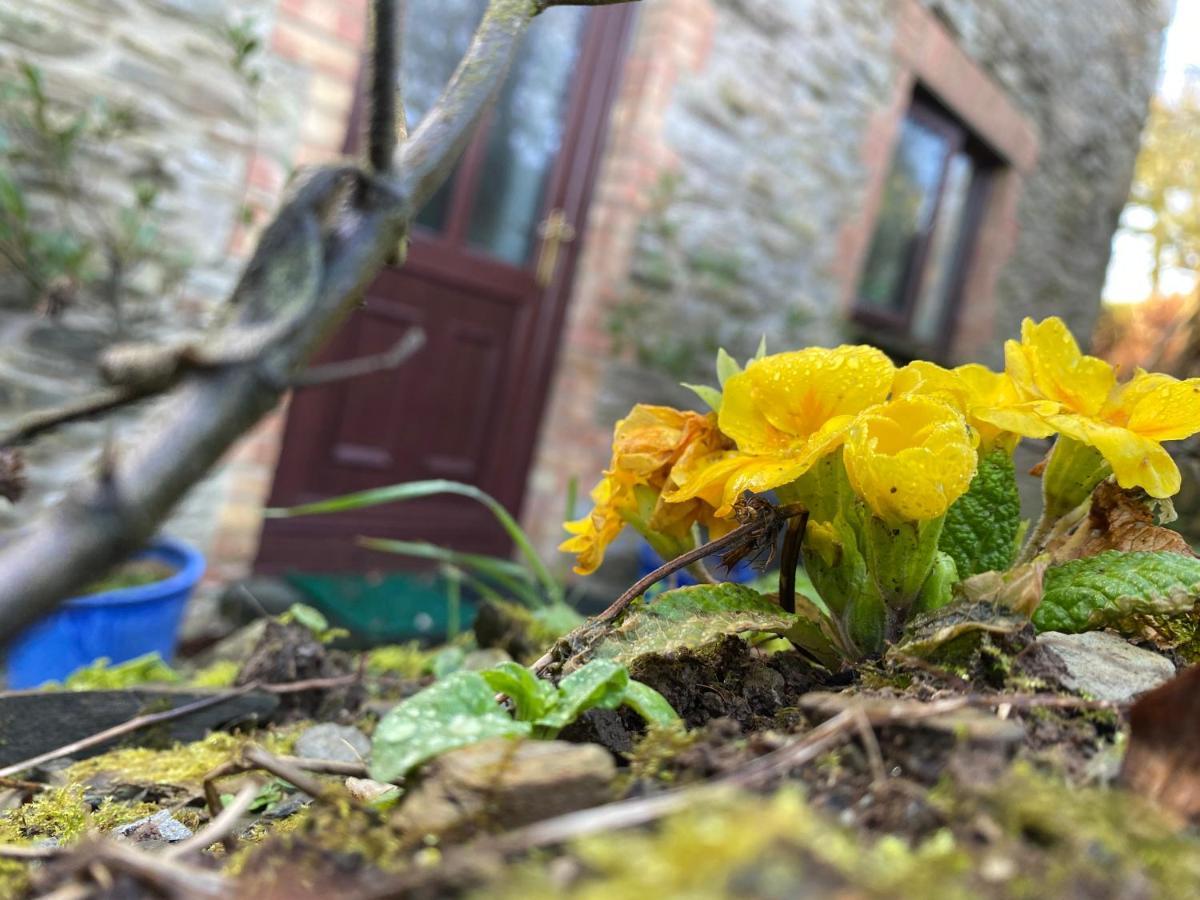 Polrunny Farm Blackberry Cottage - Cornwall Bliss In Sight Of The Sea บอสคาสเซิล ภายนอก รูปภาพ