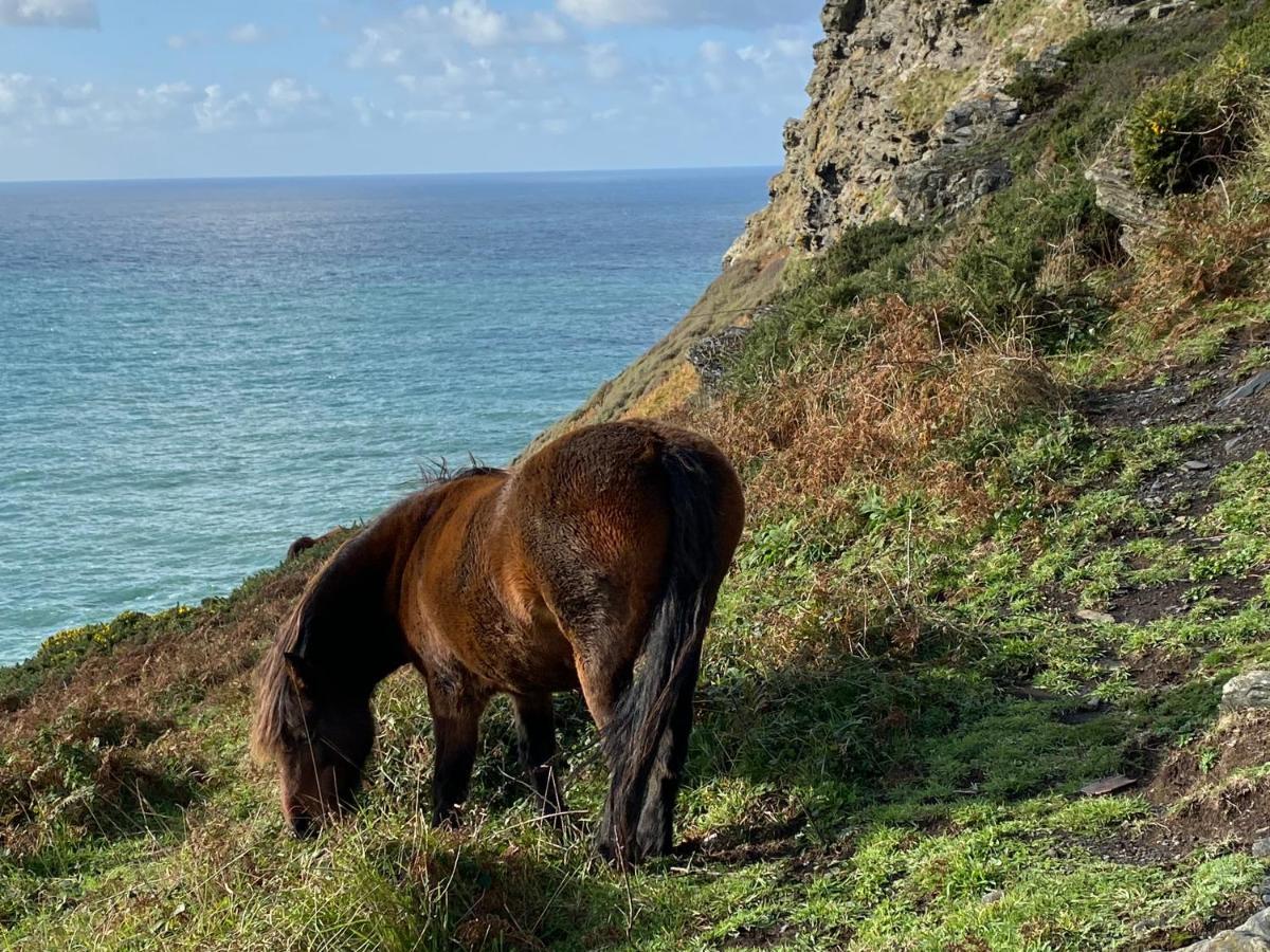 Polrunny Farm Blackberry Cottage - Cornwall Bliss In Sight Of The Sea บอสคาสเซิล ภายนอก รูปภาพ